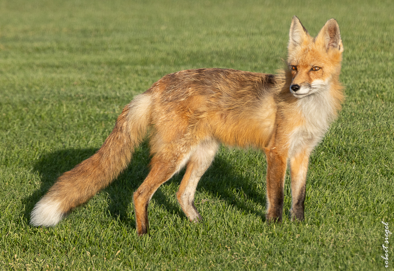 red fox